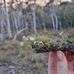 Usnea sp. (genus) at Bungendore, NSW - 27 Oct 2023