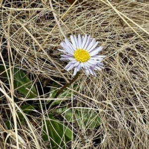 Brachyscome decipiens at Rendezvous Creek, ACT - 28 Oct 2023