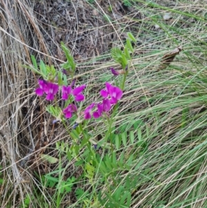 Vicia sativa at Bungendore, NSW - suppressed