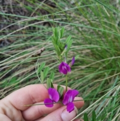 Vicia sativa at Bungendore, NSW - 28 Oct 2023