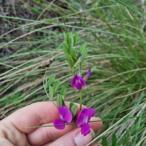 Vicia sativa at Bungendore, NSW - suppressed