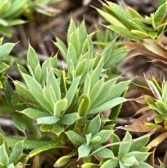 Astroloma humifusum (Cranberry Heath) at Mount Ainslie - 28 Oct 2023 by JaneR