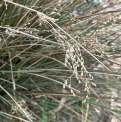 Juncus remotiflorus (Diffuse Rush) at Majura, ACT - 28 Oct 2023 by JaneR