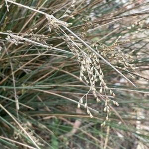 Juncus remotiflorus at Majura, ACT - 28 Oct 2023