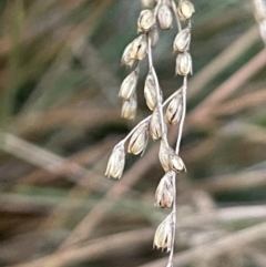 Juncus remotiflorus at Majura, ACT - 28 Oct 2023