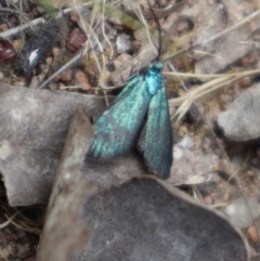 Pollanisus (genus) (A Forester Moth) at Tuggeranong, ACT - 28 Oct 2023 by CraigW