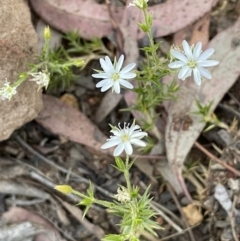 Stellaria pungens (Prickly Starwort) at Majura, ACT - 28 Oct 2023 by JaneR