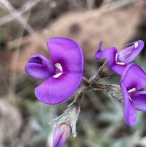 Swainsona behriana at Campbell, ACT - 28 Oct 2023 06:51 PM