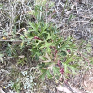 Grevillea ramosissima subsp. ramosissima at Campbell, ACT - 28 Oct 2023