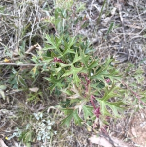 Grevillea ramosissima subsp. ramosissima at Campbell, ACT - 28 Oct 2023 06:45 PM