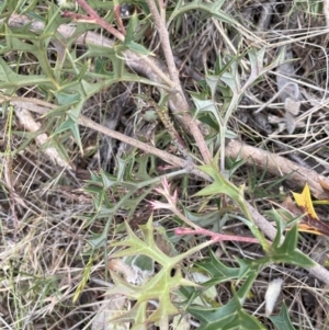 Grevillea ramosissima subsp. ramosissima at Campbell, ACT - 28 Oct 2023 06:45 PM