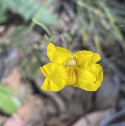 Goodenia pinnatifida (Scrambled Eggs) at Majura, ACT - 22 Oct 2023 by JaneR