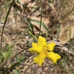 Goodenia pinnatifida at Majura, ACT - 22 Oct 2023 11:51 AM