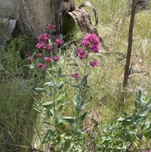 Centranthus ruber at Hackett, ACT - 27 Oct 2023