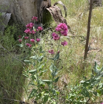 Centranthus ruber (Red Valerian, Kiss-me-quick, Jupiter's Beard) at Hackett, ACT - 27 Oct 2023 by JaneR