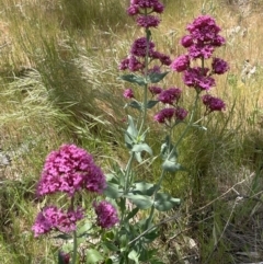 Centranthus ruber at Hackett, ACT - 27 Oct 2023