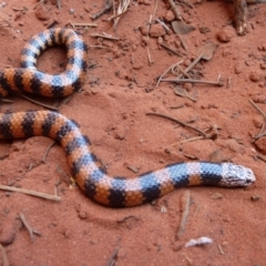 Simoselaps bertholdi (Jan's Banded Snake) at Petermann, NT - 3 Oct 2010 by jksmits