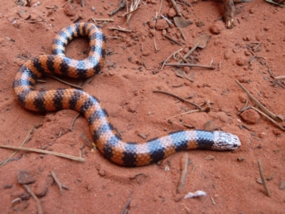 Simoselaps bertholdi (Jan's Banded Snake) at Petermann, NT - 4 Oct 2010 by jks