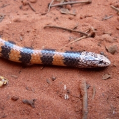Simoselaps bertholdi at Petermann, NT - 4 Oct 2010 07:23 AM