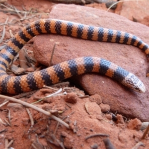 Simoselaps bertholdi at Petermann, NT - 4 Oct 2010 07:23 AM