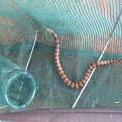 Simoselaps bertholdi at Petermann, NT - 4 Oct 2010 07:23 AM