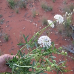 Trachymene glaucifolia (Wild Parsnip, Blue Parsnip) at Petermann, NT - 2 Oct 2010 by jks