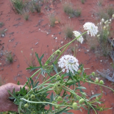 Trachymene glaucifolia (Wild Parsnip, Blue Parsnip) at Angas Downs IPA - 2 Oct 2010 by jks