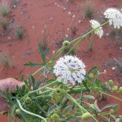 Trachymene glaucifolia at Angas Downs IPA - 2 Oct 2010 06:43 PM