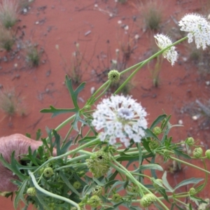 Trachymene glaucifolia at Angas Downs IPA - 2 Oct 2010