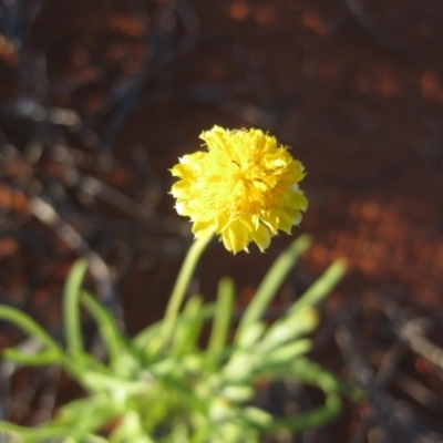 Unidentified Plant at Petermann, NT - 2 Oct 2010 by jksmits