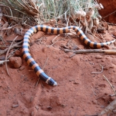 Simoselaps anomalus (Desert Banded Snake) at Angas Downs IPA - 5 Oct 2010 by jksmits