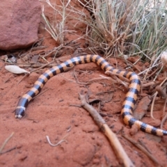 Simoselaps anomalus at Petermann, NT - 5 Oct 2010 11:19 AM