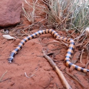 Simoselaps anomalus at Petermann, NT - 5 Oct 2010 11:19 AM