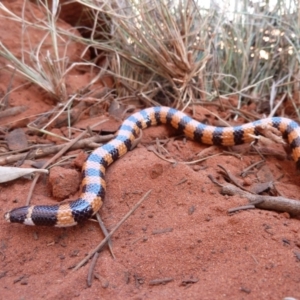 Simoselaps anomalus at Petermann, NT - 5 Oct 2010