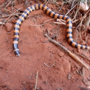 Simoselaps anomalus at Petermann, NT - 5 Oct 2010 11:19 AM