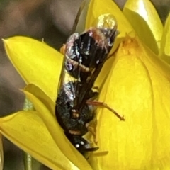 Euodynerus sp. (genus) (Mason Wasp) at Mugga Mugga NR (MUG) - 29 Oct 2023 by JamonSmallgoods