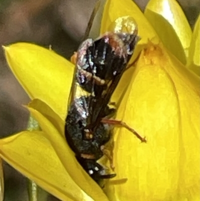 Euodynerus sp. (genus) (Mason Wasp) at Mount Mugga Mugga - 29 Oct 2023 by JamonSmallgoods