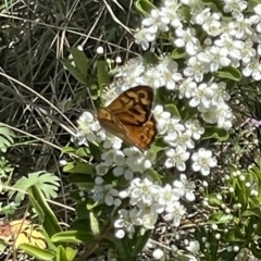 Heteronympha merope (Common Brown Butterfly) at Mount Mugga Mugga - 29 Oct 2023 by JamonSmallgoods