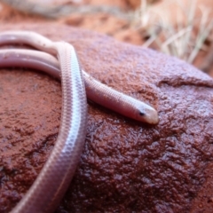 Anilios nigrescens (Blackish Blind Snake) at Angas Downs IPA - 5 Oct 2010 by jksmits