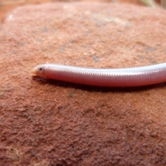 Anilios nigrescens at Petermann, NT - 5 Oct 2010 11:47 AM