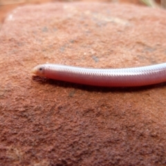 Anilios nigrescens at Petermann, NT - 5 Oct 2010