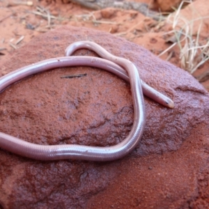 Anilios nigrescens at Petermann, NT - 5 Oct 2010 11:47 AM