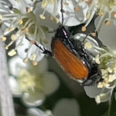 Phyllotocus sp. (genus) (Nectar scarab) at Mugga Mugga NR (MUG) - 29 Oct 2023 by JamonSmallgoods
