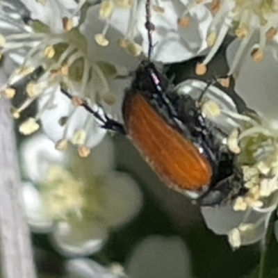 Phyllotocus sp. (genus) (Nectar scarab) at O'Malley, ACT - 29 Oct 2023 by JamonSmallgoods