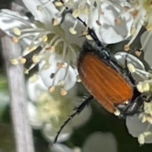 Phyllotocus sp. (genus) at O'Malley, ACT - 29 Oct 2023