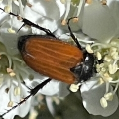 Phyllotocus sp. (genus) at O'Malley, ACT - 29 Oct 2023 11:51 AM