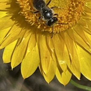 Lasioglossum (Chilalictus) lanarium at O'Malley, ACT - 29 Oct 2023