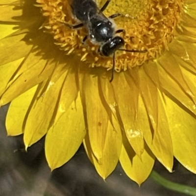 Lasioglossum (Chilalictus) lanarium (Halictid bee) at Mugga Mugga NR (MUG) - 29 Oct 2023 by JamonSmallgoods
