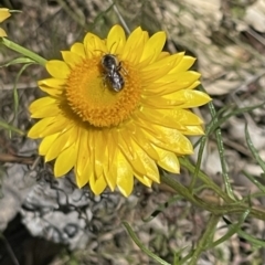 Lasioglossum (Chilalictus) lanarium at O'Malley, ACT - 29 Oct 2023