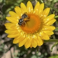 Lasioglossum (Chilalictus) lanarium at O'Malley, ACT - 29 Oct 2023 11:56 AM